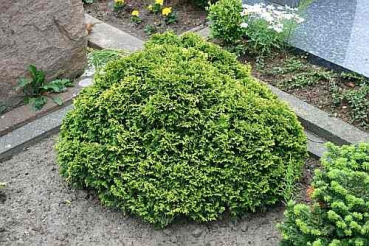 Chamaecyparis pisifera plumosa nana