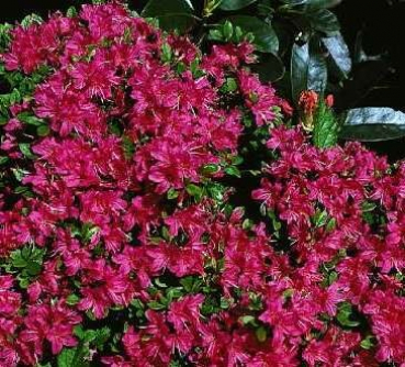 Azalea japonica "Excelsior" 25-30