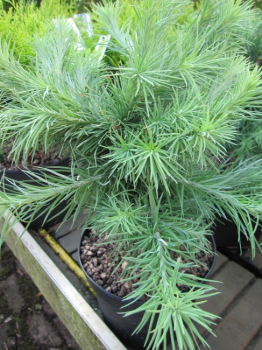Larix keampferi Blue Dwarf
