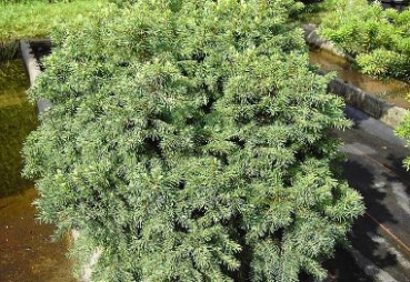 Igelfichte Echiniformis