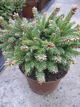 Picea abies Pygmea