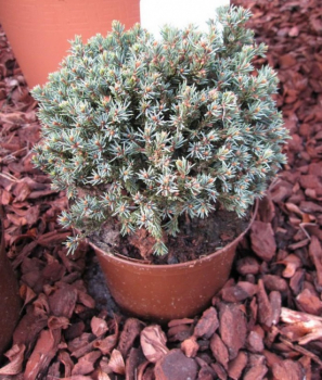 Picea glauca Blue Earth