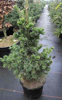 Preview: Picea omorika Wodan - Serbische Zwergfichte -  40-50