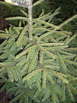 Picea orientalis  Aurea compacta  - Orientalische Zwerg-Goldfichte -  50-60