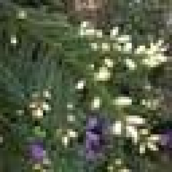 Picea orientalis  Aurea compacta  - Orientalische Zwerg-Goldfichte -  50-60