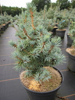 Preview: Picea pungens Mecki - Stechfichte -  30-40
