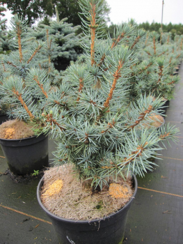 Preview: Picea pungens Mecki - Stechfichte -  30-40