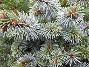 Picea sitchensis Silberzwerg - Silbrige Zwergform der Sitka-Fichte -  20-25cm