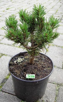 Pinus contorta Spaan's Dwarf - Zierliche Drehkiefer -  25-30