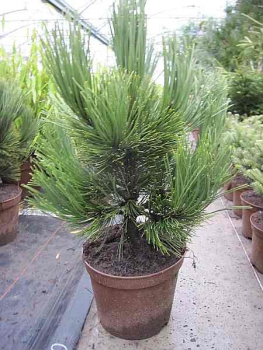 Pinus heldreichii den Ouden