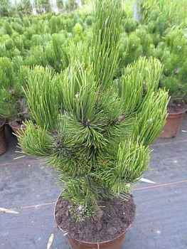 Pinus heldreichii Helmers Japan - Kompakte Form der Schlangenhautkiefer -  25-30