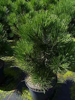 Preview: Pinus leucodermis  Malinki - Bosnische Zwergkiefer Malinki