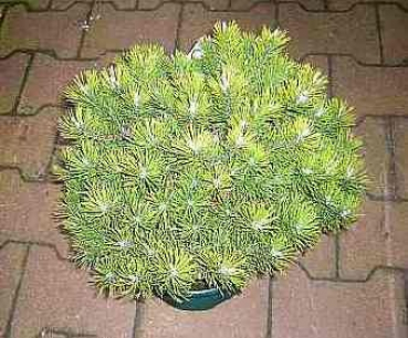 Pinus mugo  Klostergrün  - Zwerg-Latschenkiefer -  25-30