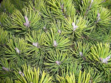 Pinus mugo  Klostergrün  - Zwerg-Latschenkiefer -  25-30