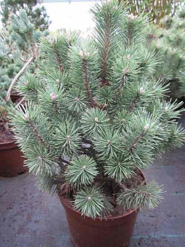 Pinus mugo Columbo - Kegel-Bergkiefer -  30-40