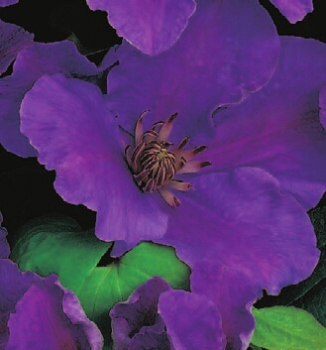 Preview: Waldrebe Ashva Clematis