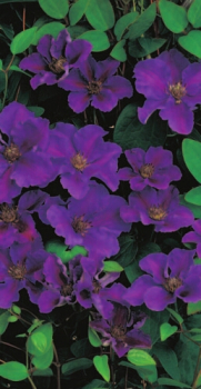 Preview: Waldrebe Ashva Clematis