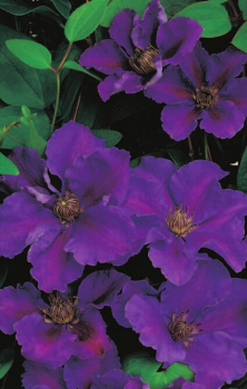 Waldrebe Ashva Clematis