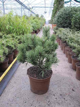 Pinus mugo Noack - Zwergkiefer Noack - 30-40