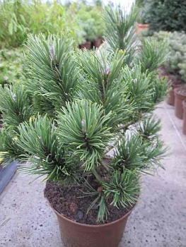 Pinus mugo Noack - Zwergkiefer Noack - 30-40