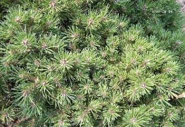 Pinus mugo Pleszew - Zwergkiefer Pleszew -  20-25