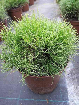 Pinus mugo pumilio Typ Tirol - Kriechende Bergkiefer - 25-30cm
