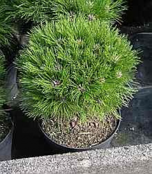 Preview: Pinus nigra Marie Bregeon (S) - Zwergschwarzkiefer Marie Bregeon -  20-25