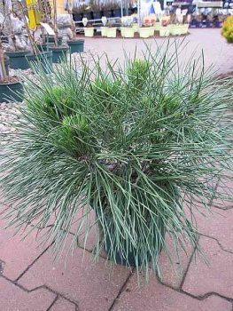 Pinus nigra Pierrick Bregeon (R)  - Kugelkiefer - 20-25