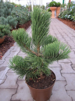 Pinus nigra Select - Schwarzkiefer -  25-30