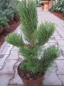 Pinus nigra Select - Schwarzkiefer -  25-30