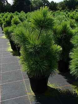 Pinus parviflora Negishi - Graublaue Zwerg-Mädchen-Kiefer -  25-30