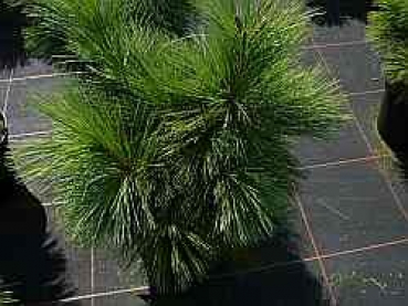 Pinus parviflora Negishi - Graublaue Zwerg-Mädchen-Kiefer -  25-30