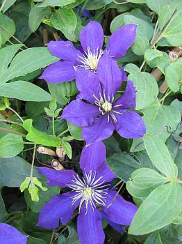 Clematis "Chevalier" TM Evipo040(N) (60 - 100 cm) Waldrebe