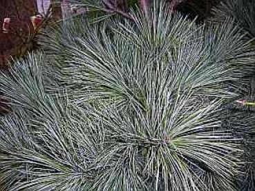 Preview: Pinus strobus Secrest  - Zwerg-Weymouths Kiefer -  70-80