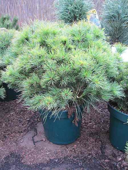Pinus strobus Nana Compacta - Zwerg-Streichelkiefer -  30-40cm