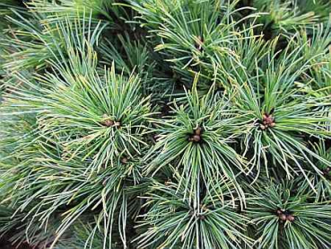 Preview: Pinus strobus Nana Compacta - Zwerg-Streichelkiefer -  30-40cm