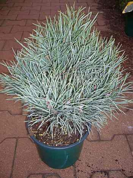 Pinus sylvestris  Argentea compacta - Silbergraue Zwergkiefer -  15-20