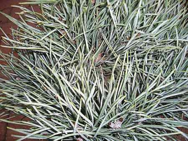 Preview: Pinus sylvestris  Argentea compacta - Silbergraue Zwergkiefer -  15-20