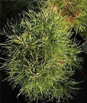Pinus sylvestris Globosa Viridis - Kugel-Zwergkiefer -  25-30