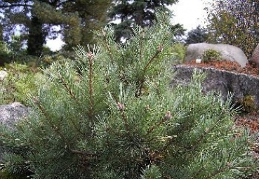 Pinus sylvestris Repanda - Bizarre Waldkiefer -  50-60