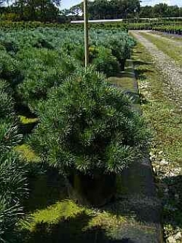 max 0,50m h. Pinus sylvestris Sandringham 30-40 flache graublaue Zwerg-Kiefer 