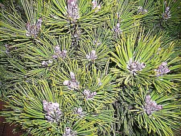 Preview: Pinus unicata  Heideperle  - Zwerg-Kugelkiefer -  25-30