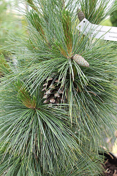 Preview: Pinus schwerinii Wiethorst - Kompakte Schwerin-Kiefer -  30-40 cm