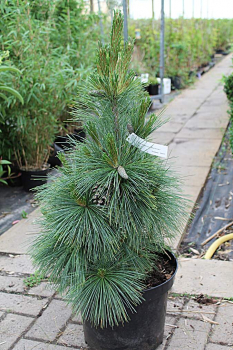 Preview: Pinus schwerinii Wiethorst - Kompakte Schwerin-Kiefer -  30-40 cm