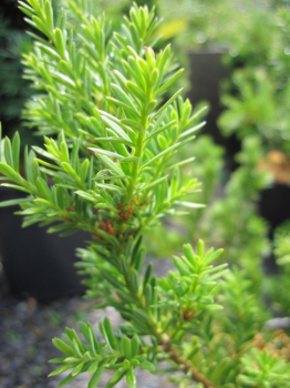 Podocarpus lawrencei - Steineibe -  20-25