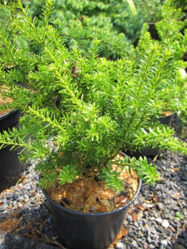 Podocarpus nivalis - Steineibe -  20-25