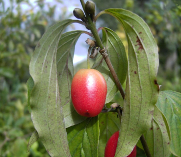 Kornelkirsche - Cornus mas Jolico