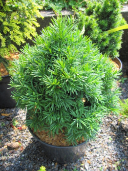 Taxus baccata Green Diamond - Zwerg-Kugeleibe -  15-20