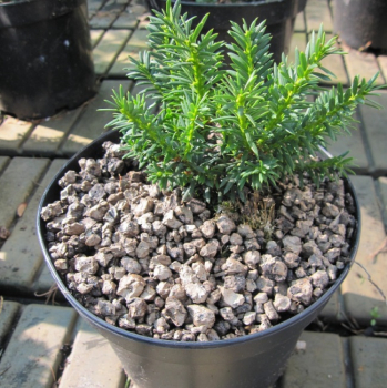 Taxus media One for the Money - Zwergeibe -  12-15