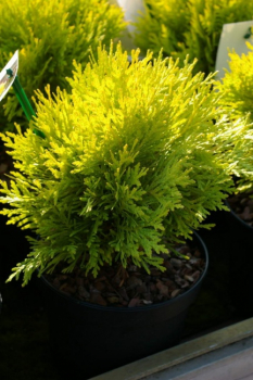 Thuja occidentalis Amber Glow - Goldkugel Lebensbaum -  20-25cm